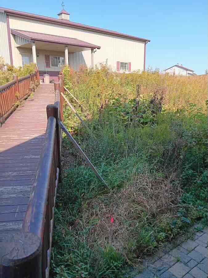 Wooden ramp leads to building, surrounded by greenery.