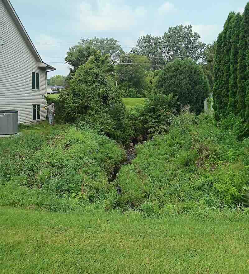 Backyard with lush greenery and trees.