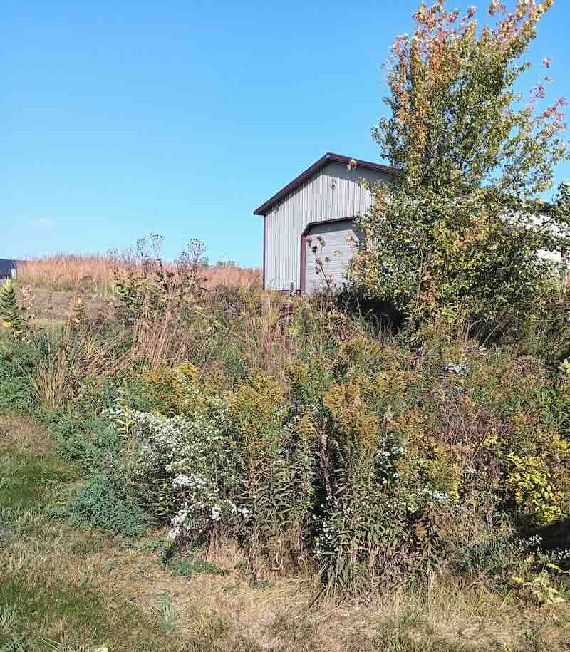 Metal barn with overgrown wildflowers under blue sky.