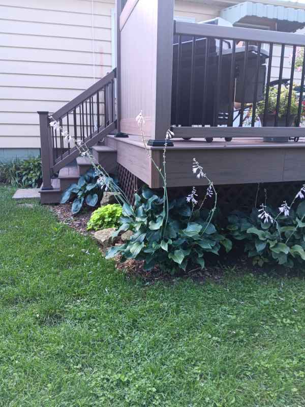 Garden plants beside wooden porch and steps.