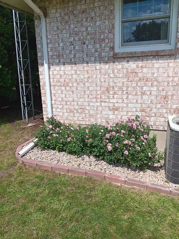 Bushes with pink flowers by house wall