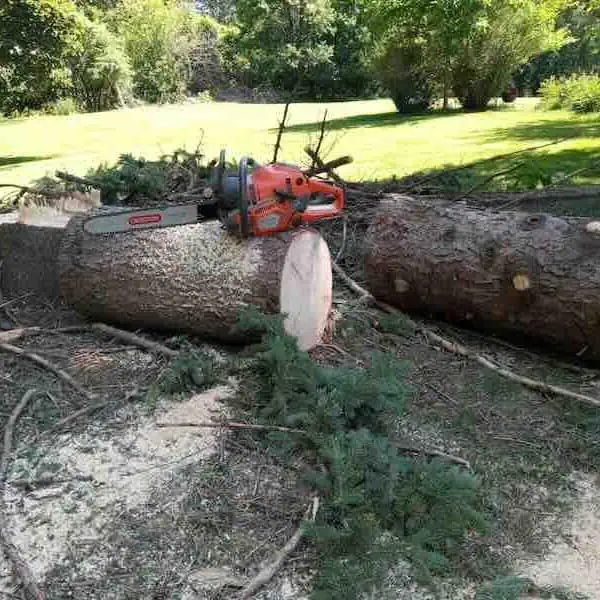 Chainsaw resting on cut tree trunks in yard.