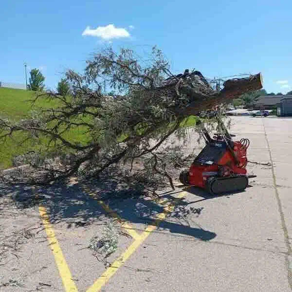 Small digger moving fallen tree in parking lot.