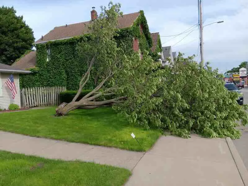 Fallen tree in front yard near sidewalk.